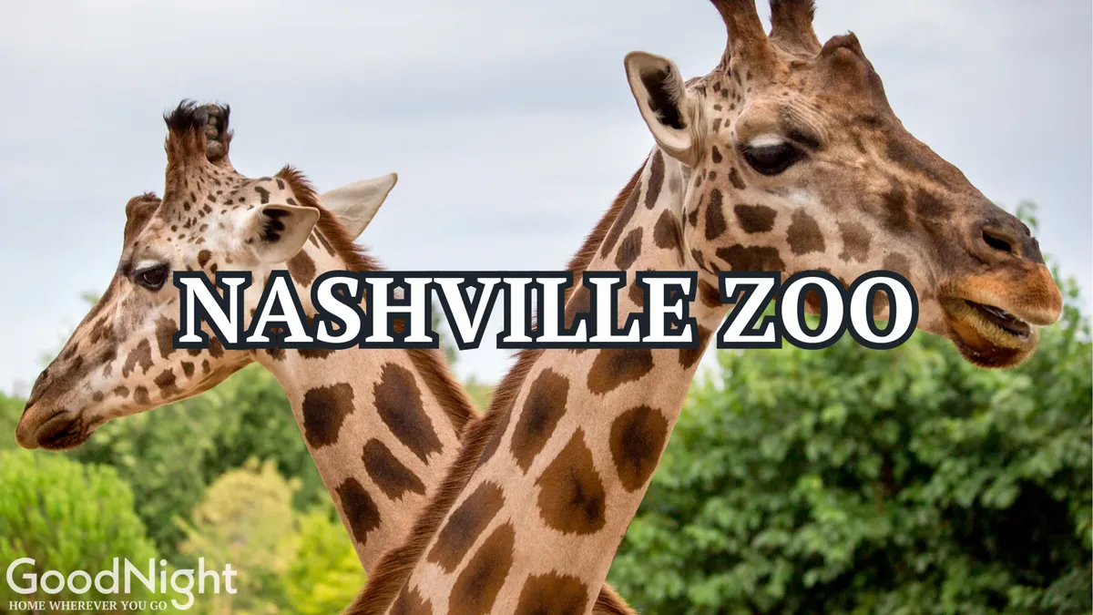 A lively scene of giraffes in a verdant enclosure at the Nashville Zoo, surrounded by greenery. The photo captures the excitement of close animal encounters, a highlight for families.